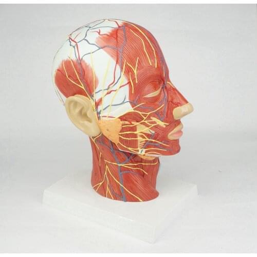 Median Section of Human Head & Neck Anatomical Model Medical Skeleton Anatomy Natural Life Size