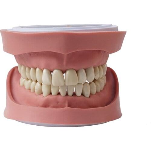 Dental Model Teeth Model Dental Teaching Model Standard Model with Soft Hard Gum DP Articulator