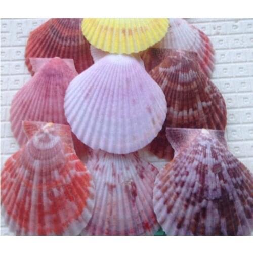 20pcs Sea Shells Natural Scallop Seashell Beach Wedding Nautical Home Decor Ocean Decor Ornaments DIY Shell for Jewelry