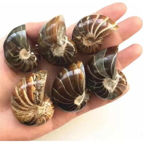 MOKAGY 1pc Natural Conch Polished Jade Pattern Ammonite Nautilus Fossils Mineral Specimen for Gift