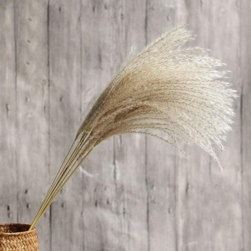 Dried flower bouquets natural dried reed flowers bulrush flowers Phragmites flowers for Wedding party Table Centerpiece decor