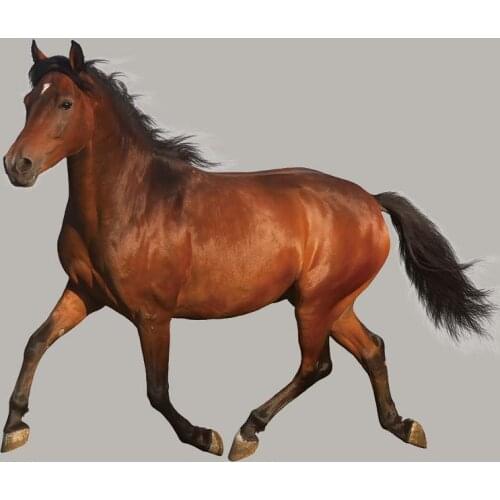 Animal Patch Vinyl Appliqued Heat Transfer Fashion Diy Tops Iron Patch Horse Stickers On T-Shirt Jeans