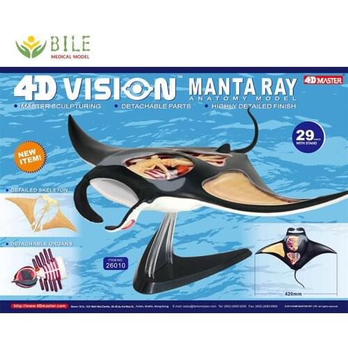 4D Master Artist Jason Freeny Assembled Toy Manta Ray Perspective Skeleton Anatomy Model