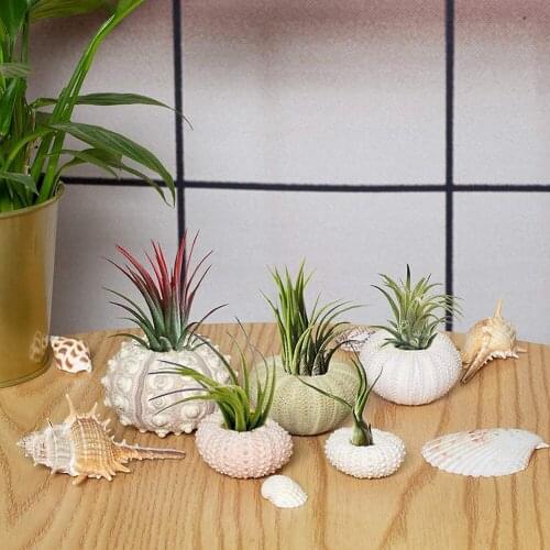 Vivid Color Coquillage Sea Urchin Natural Shell Conch Mediterranean Aquarium Bonsai Seashell Window Desk Setting Prop