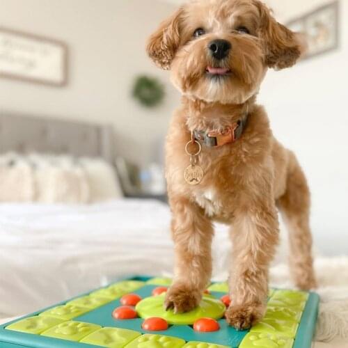 NEW Interactive Game Slow Dispensing Food Feeder ABS Funny Accessories Floor Intelligence Stimulating Training Gift Dog Toy Home