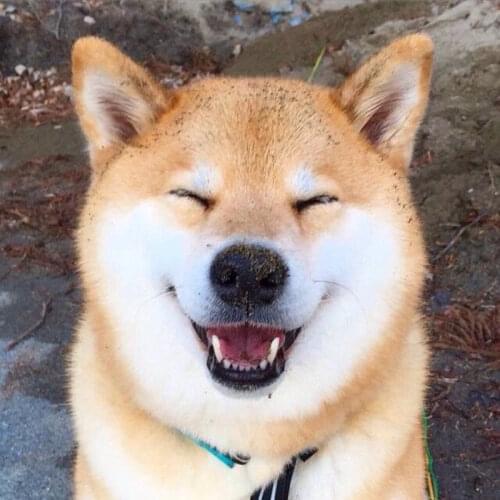 Pet Dog Collars Adjustable Puppy Triangular Bandana Pet Dog Cat Collar Pet Harness B1036