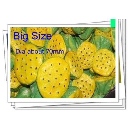Free shipping Big size lotus seedpods DIY lotus centers / stocking flower stamen/DIY flowers stamens 50 pieces/lot