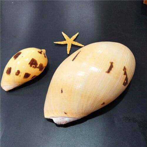 10-25CM yellow snail natural shell conch micro landscape landscaping succulent flower pot ashtray snail