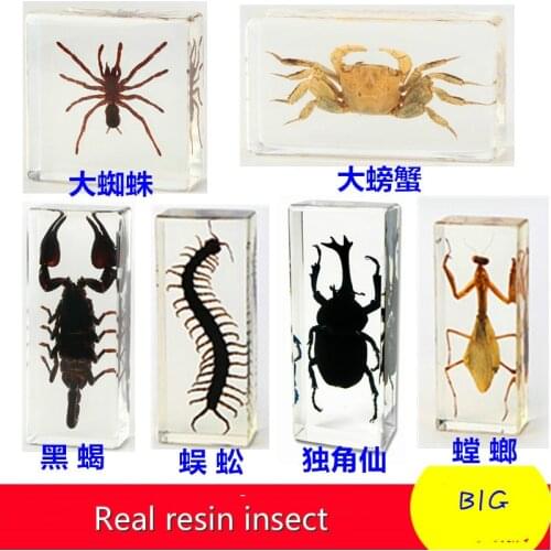 Resin insect specimen handicraft centipede spider beetle scorpion biological sample boy gift