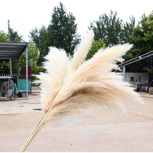 5/10 Pcs 80CM Natural Reed Dried Flower Big Pampas Grass Bouquet Wedding Flower Ceremony Decoration Modern Home Decoration