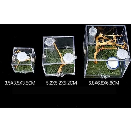 Black Widow Spider Small Insect Breathable Terrarium Transparent Reptile Breeding Box Acrylic Entis Acrylic Assembled Eco Box