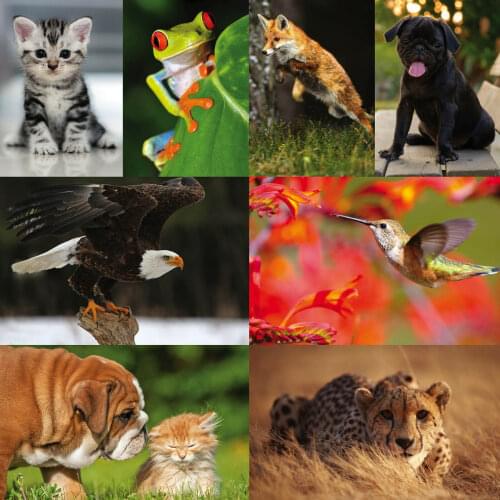 27style Choose WILDLIFE ANIMALS PICTURE Art Film Print Silk Poster for Your Home Wall Decor 24x36inch