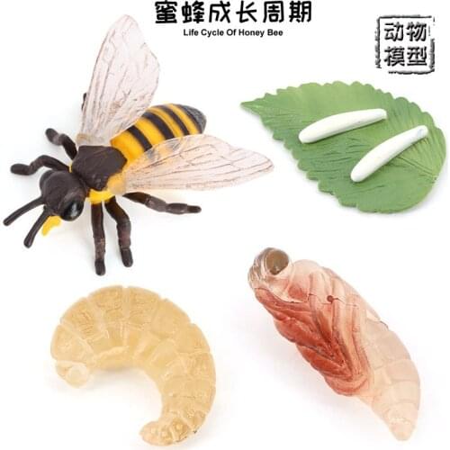 Simulation Animals Wasp Bee Growth Cycle Model Action Figures Figurine Baby Cognition Educational Children Toys Kids Gifts