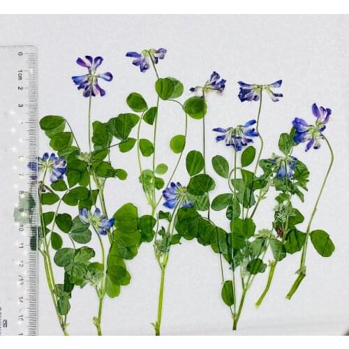 20pcs Pressed Dried Flower Astragalus sinicus L With Stem For Nail Art Jewelry Bookmark Phone Case Invitation Card DIY