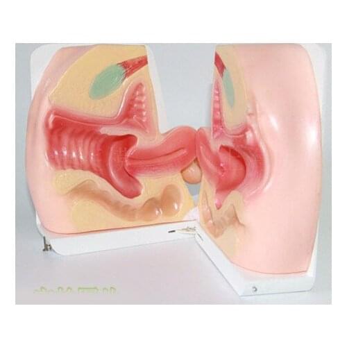 Female contraception guidance Model Female reproductive model inside and outside Vaginal model Genital model
