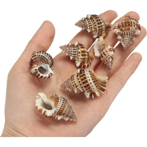 7pcs Mini Natural Sea Shell Conch Craft Aquarium Conch Ornament Decor DIY Handmade Jewelry Craft Gift Accessories