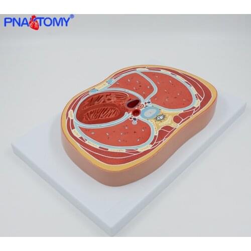 Schematic Cross Section Through Abdomen (T12) Anatomical Model Medical Teaching Tool Educational Equipment Professional Model