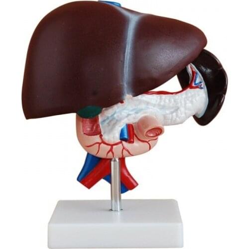 Liver And Pancreas Heteum Model Clinic