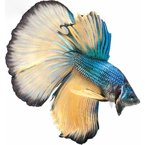 LLY-0273 for Blue Paradise Male Betta Fish Laptop Car Stickers PVC Cars Motorcycle Sunscreen Waterproof Creativity Decals Decor