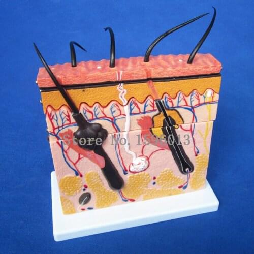 HOT Skin section model, Human Skin structure model,skin model