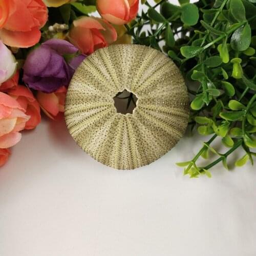 2PCS 4-6cm Natural Sea Urchin Sea Urchins Handicraft Home Decoration Crafts Natural Crafts Wedding Sea Shells DIY Decor Mat
