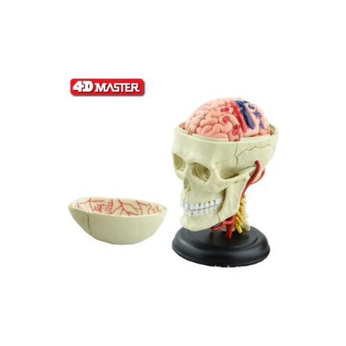 The 4D craniocerebral anatomical model consists of 12 component models and the new 3d craniocerebral model