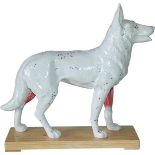Dog Acupuncture Point Model Animal Acupuncture Models for Veterinarians Reference Dog Anatomical Model Medical Teaching Models