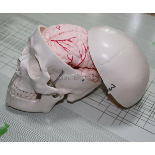 Skull Model with 8 Parts Brain,Brain Model,ISO Certification Skull Brain Artery Model