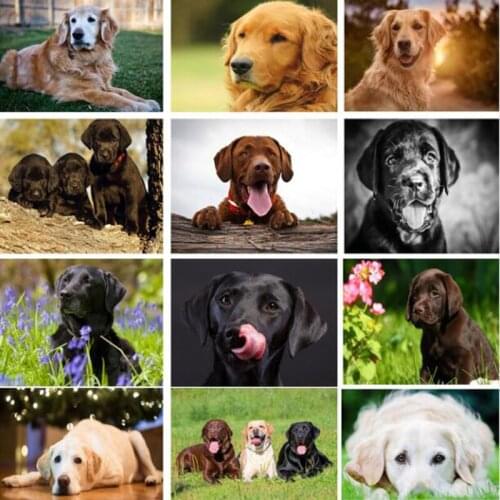 5D DIY Diamond Painting Labrador Picture Cross Stitch Needlework Embroidery Dog Full Diamond mosaic Rhinestone painting Decor