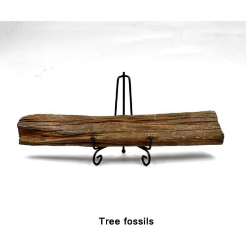 Wood fossil tree fossil original stone specimen rare stone ornament collection silicified wood sunk wood teaching specimen