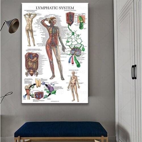 Lymphatic System Body anatomy, medical anatomy, human body anatomy office decor Doctor nurse gift Decoration Picture