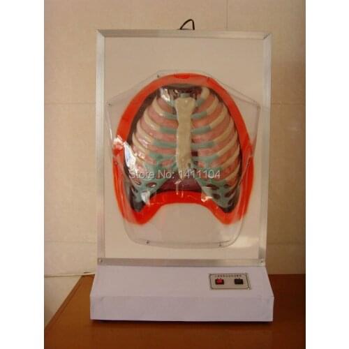 Free shipping&Human respiratory system model Department of respiration type one,anatomical model
