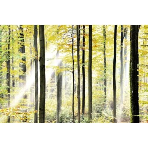 High Spray Beautiful View Printed Decoration Art Picture Forest Morning canvas Wall Stickers