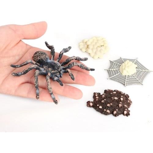 Meticulously Designed Giant Whiteknee Spider Lifecycle Figures， Educational Accessory to Our Live Kit