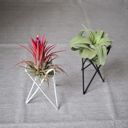 Support Air Plant Holder Creative Pineapple Desktop Plants Stand Bracket Metal Rack Office Nordic Style Geometric Tillandsia