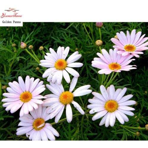 Full Square Diamond Painting white pink Small daisy 5D DIY Diamond Embroidery Mosaic Picture Of Rhinestone Decor Home Gift