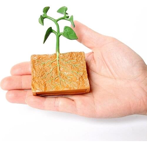 Life Cycle of A Green Bean Plant Growth Cycle Model Action Figures Collection Science Simulation Educational Toys for Children