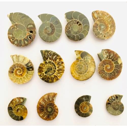 Low price!!Natural Rainbow Split Ammonite Fossil Ammolite Ocean Animal Snail Conch Madagascar Original Mineral