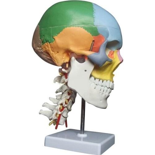 Anatomical model for sale skull with colored bones cervical vertebra Beige Sculpture Medical supplies human anatomy skeleton