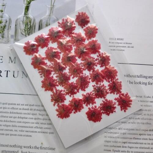 100pcs / bag snowdrop flower natural dried flower pressed flower manicure dried flower drip glue mobile phone case diy material