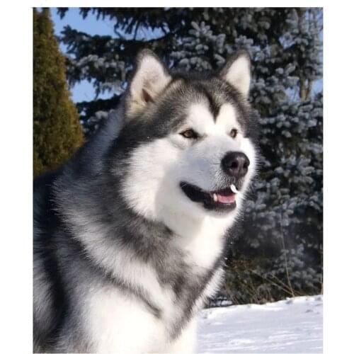 Full Square Round Drill Diamond painting Alaskan Malamute DIY 5D mosaic Diamond embroidery animal dog Cross stitch kits