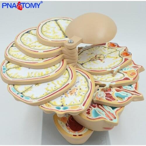 PNATOMY human disc head model 12 pieces brain nerves muscles life size professional teaching tool anatomical models