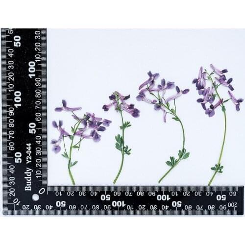 120pcs Pressed Dried Corydalis decumbens Flower With Stem Herbarium For Epoxy Resin Jewelry Making Makeup Nail Art Craft DIY