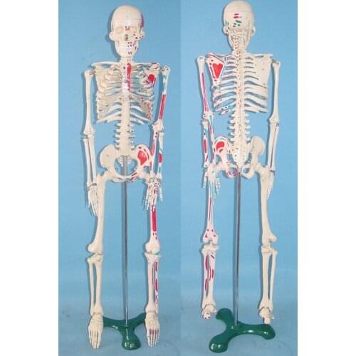 65cm human Skeleton model Human specimens free shipping