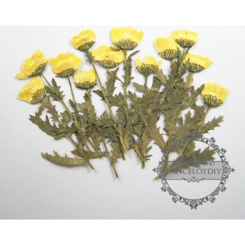 Small packs real dry pressed flower yellow flower craft for DIY glass dome resin filling 1503085