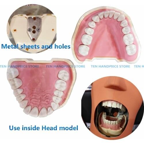 2018 Dental Soft Gum Teeth Model Removable 28pc/32pc Teeth NISSIN 200 KAVO head model Compatible dentist teaching learning