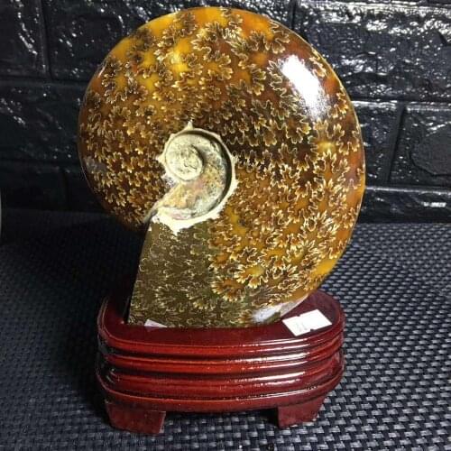 1KG Natural Ammonite Fossils Jade Nautiloidea Slices Ornaments For Home Decoration