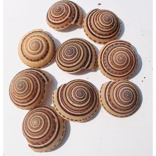 Natural Shell Conch Black Line Wheel Snail Straw Hat Snail Decorative Collection Gifts Aquarium Decoration Crafts Fish Tank Gift