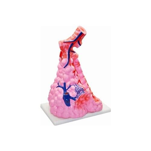 Alveolar model Respiratory system human organs Junior high and high school biomedical demonstration