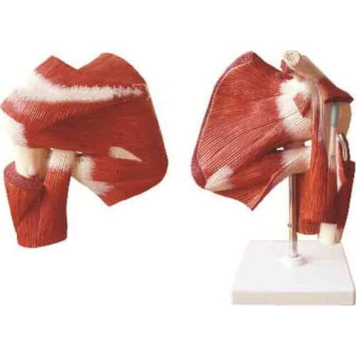 Model of upper limb with deep muscle